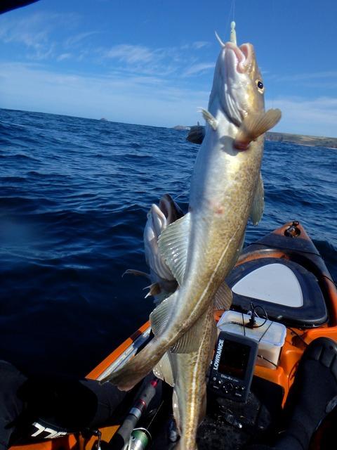 Cod caught on a Hokkai Rig