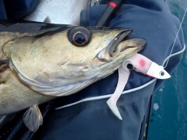 Pollack caught on a Sidewinder Minnow Lure