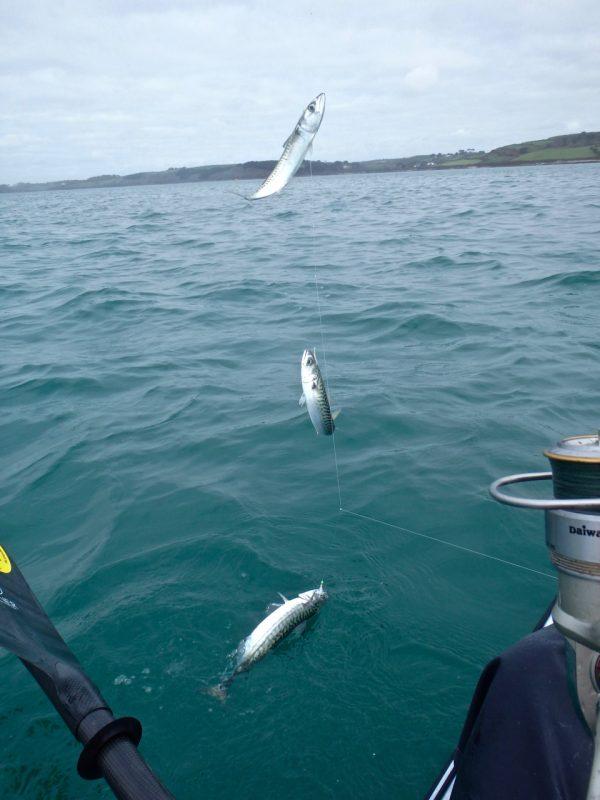 Mackerel sabiki rigs kayak fishing