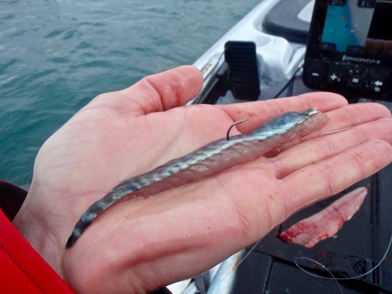 mackerel bait for rays