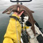 Black Mouthed Dogfish caught Kayak Fishing